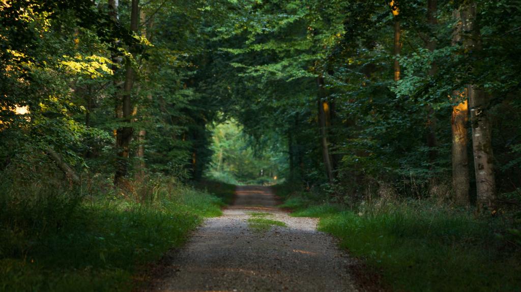 Your brain is happiest in nature