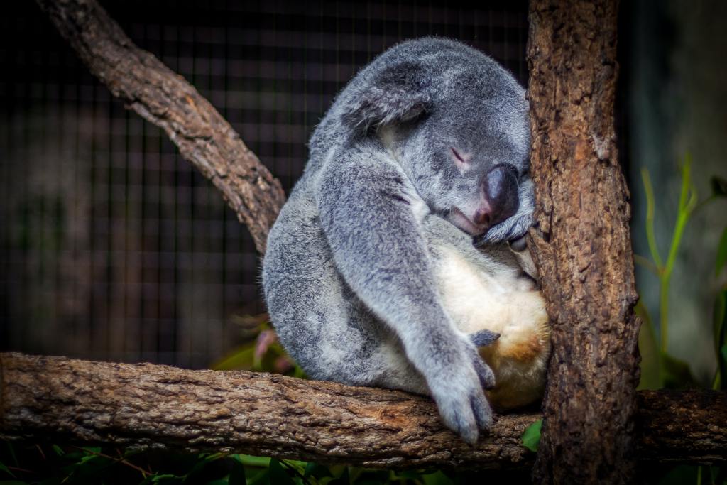 sleepy koala takes a nap in a tree