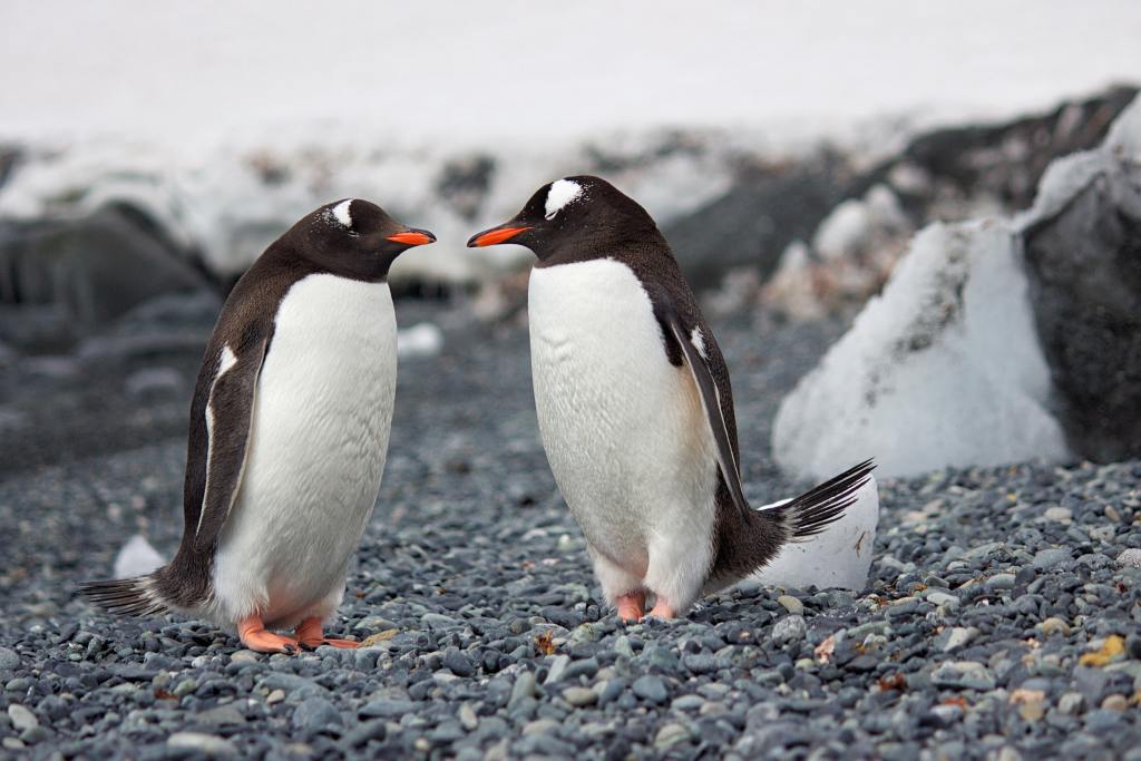 Pair of Penguins in Antartica